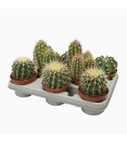 Cactus mix 10,5 cm in 208 fust