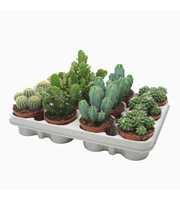 Cactus mix 8,5 cm in 212 fust