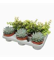 Succulenten mix 10,5 cm in 8 gaats tray