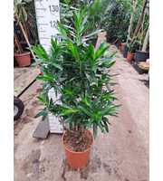 Dracaena Reflexa Pleomele 120