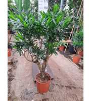 Dracaena Reflexa Pleomele 150