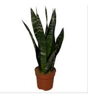 sansevieria black coral