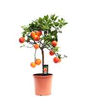Arcobal Orange