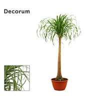 Beaucarnea recht 30 cm(Decorum)