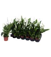 Air So Pure - Spathiphyllum Pearl 9cm met EAN