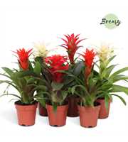 Guzmania Urban