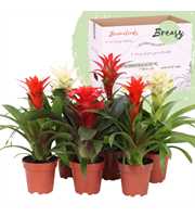 Guzmania Urban