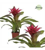 Guzmania Etude