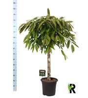 Ficus binnendijkii Amstel King op stam