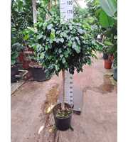 Ficus Danielle rechte stam 160