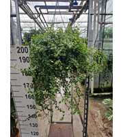 Ficus Pumila 'White Sunny' hangplant