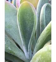 Kalanchoe oricula