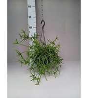 Rhipsalis prismatica grof