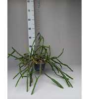 Rhipsalis pentoptera