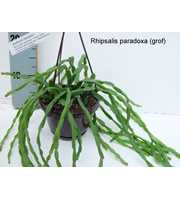 Rhipsalis paradoxa