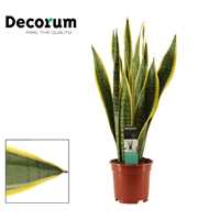 Sansevieria Laurentii 17 cm (Decorum)