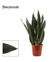 Sansevieria Black Diamond 17 cm (Decorum)