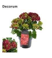Hydrangea Bol Red 10 - 15 kop (Decorum)