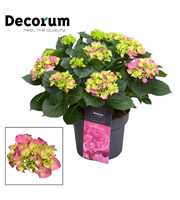 Hydrangea Bol Pink 10 - 15 kop (Decorum)