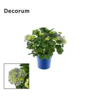 Hydrangea Bol Blue 7 - 12 kop in gekleurde sierpot