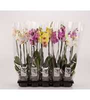Phalaenopsis gemengd 1 Tak Mix A2 Compact