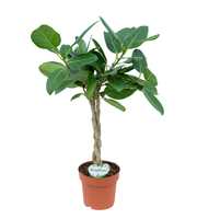 Ficus Altissima