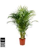 Dypsis Lutescens P21cm - H110cm (Areca)