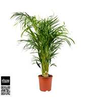 Dypsis Lutescens P21cm - H100cm (Areca)