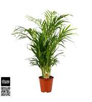 Dypsis Lutescens P19cm - H100cm (Areca)