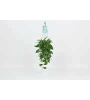 HangonGreen Hoya Memoria Gracilis 14 cm