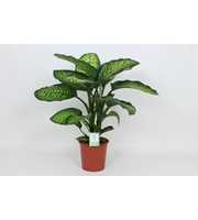 Purify Dieffenbachia Maroba 24 cm