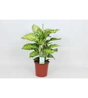 Purify Dieffenbachia Cool Tigres 24 cm