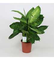 Purify Dieffenbachia Living Fantasy 24 cm