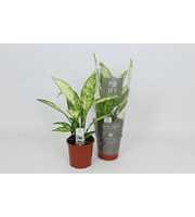 Purify Dieffenbachia Vesuvius 17 cm