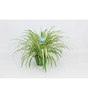 HangonGreen Chlorophytum Vitatum 21 cm