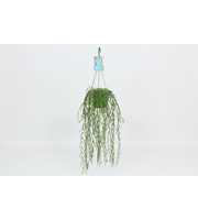 HangonGreen Hoya Linearis 14 cm