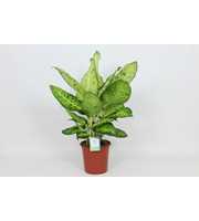 Purify Dieffenbachia White Amazon 24 cm