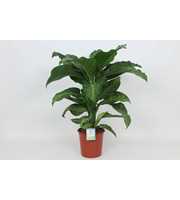 Purify Dieffenbachia Memoria Corsii 24 cm