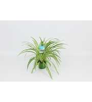 HangonGreen Chlorophytum Vitatum 14 cm