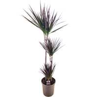 Dracaena magenta 75-45-10