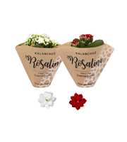 KP-841.2 - Kalanchoe Rosalina 06cm kerstmix, papie