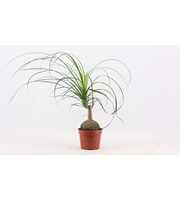 Beaucarnea bol 17 cm (1 kop)