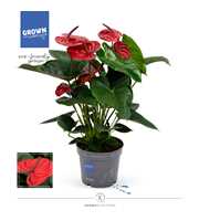 Anthurium - KARMA Dark Red | 17cm