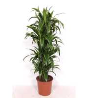 Dracaena Arturo