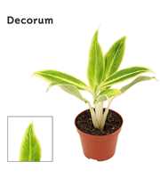 Aglaonema Lipstick green 9 cm (Decorum)