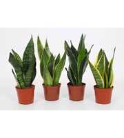 Sansevieria Mix 12cm