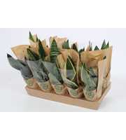 Sansevieria Mix 12cm - Eco hoes