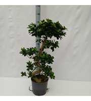 ficus microcarpa hydro