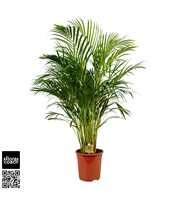 Dypsis Lutescens P24 - H120cm (Areca)