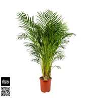 Dypsis Lutescens P27cm - H170cm (Areca)